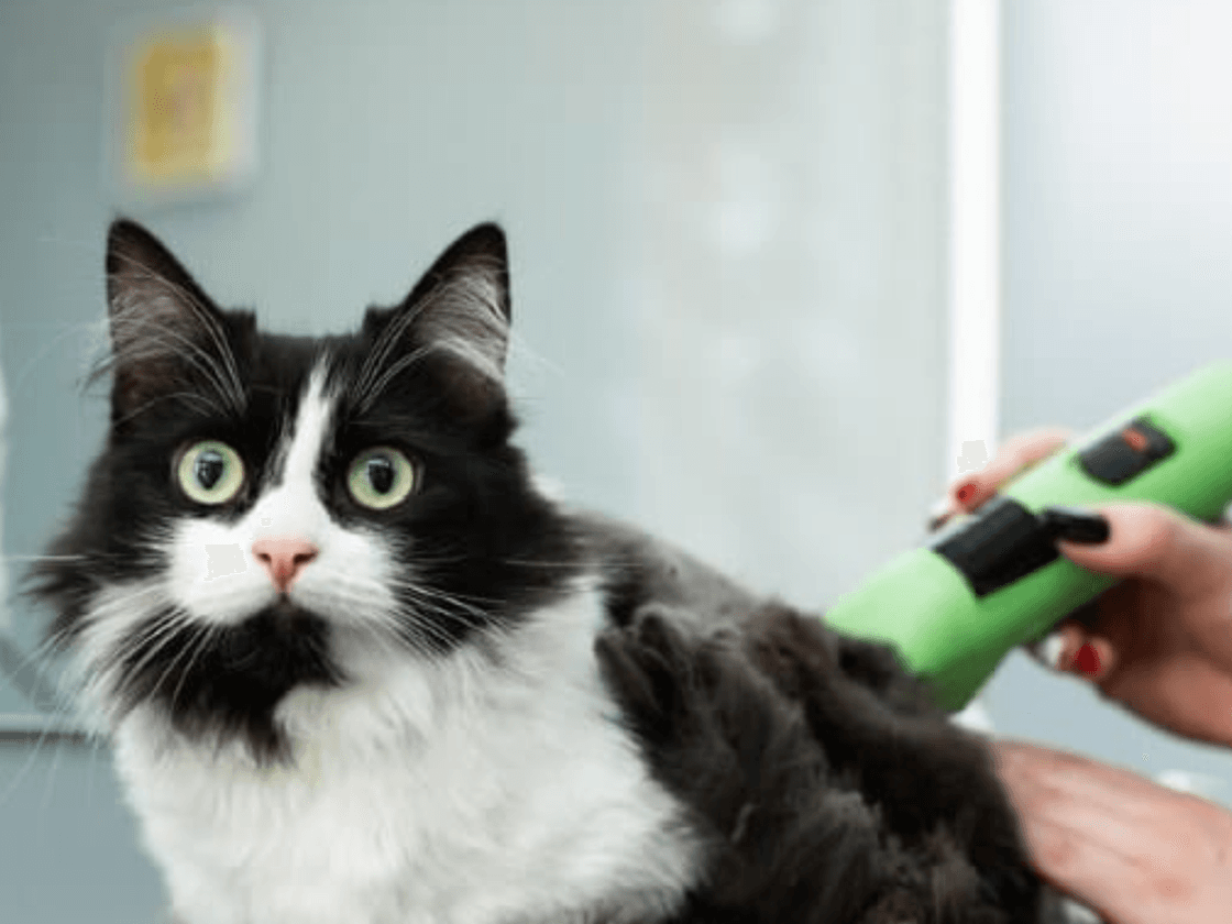 Matted Fur in Long-Haired Cats: Prevention and When to Trim