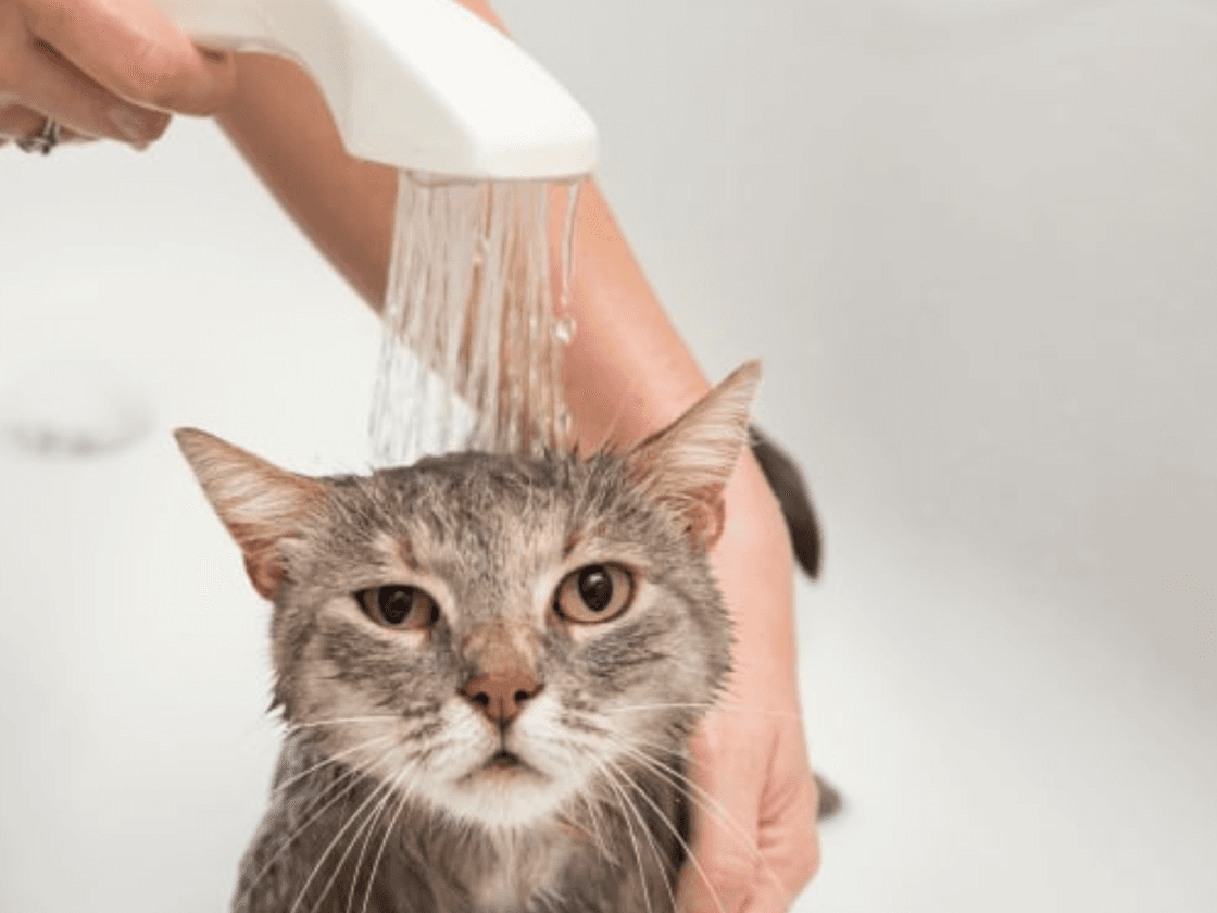 Cat Grooming Prices in Malaysia: What RM10, RM40 and RM50 Cover