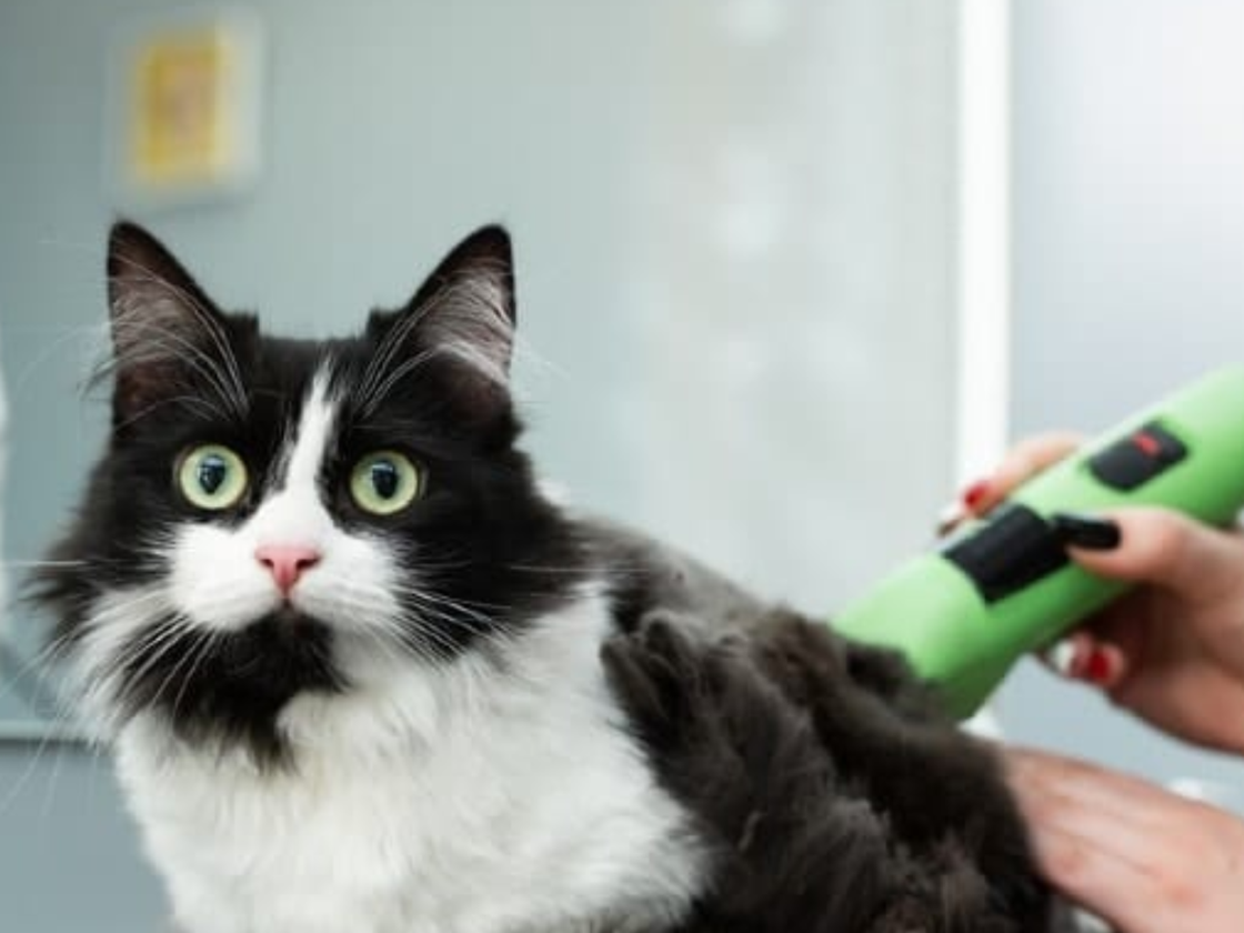 Fur Trimming Package cat grooming package at Miaw Grooming